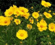 宿根花卉品種特色有哪些？
