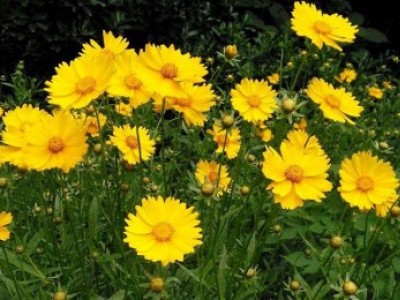 宿根花卉品種特色有哪些？