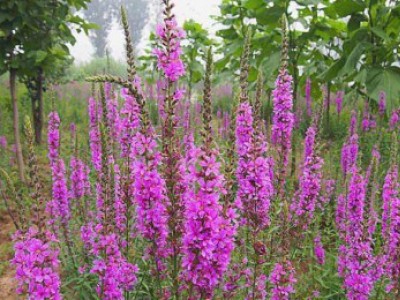 花卉苗木養(yǎng)護(hù)管理主要有幾方面？
